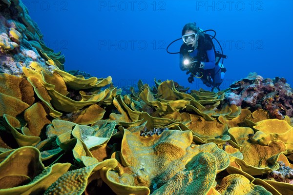 Diver looking at colony of Pagoda corals (Turbinaria mesenterina)