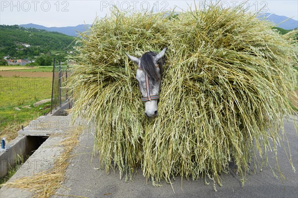 Horse loaded with grain stalks