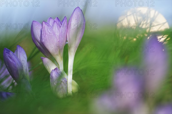 Autumn crocus (Colchicum autumnale)