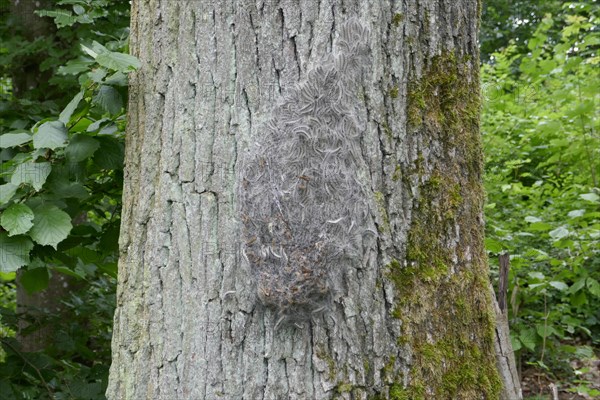 Oak Processionary Moth (Thaumetopoea processionea) caterpillars