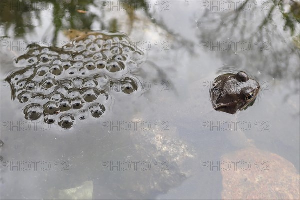 Common frog (Rana temporaria)