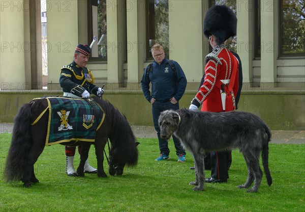 Irish Guards mascot