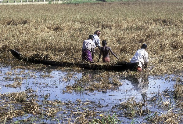 Harvesting paddy