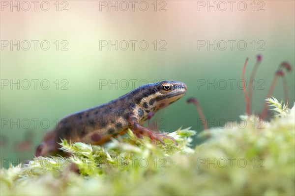 Common newt (Lissotriton vulgaris) running in the moss