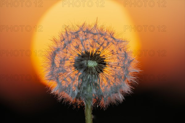 Dandelion at sunset