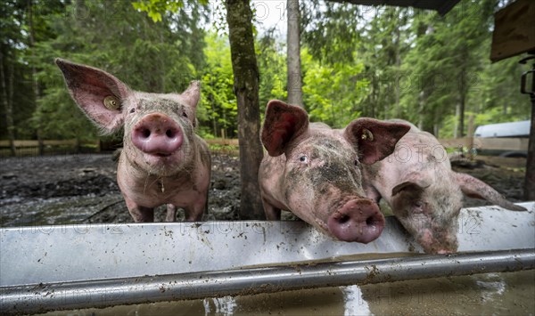 Domestic Pigs (Sus scrofa domesticus) at a trough in an outdoor enclosure