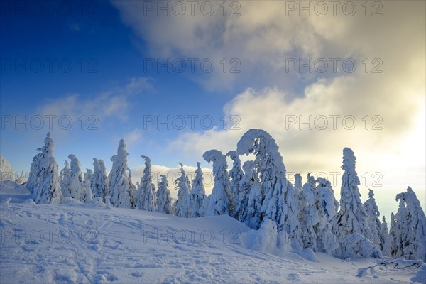 Snow-covered spruces