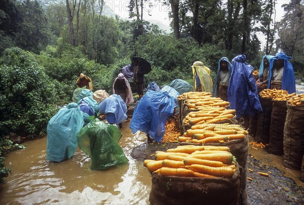Carrot cleaning on a Rainy day (Monsoon) at Ooty