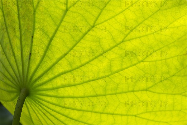 Structure of lotus (Nelumbo) leaf in backlight