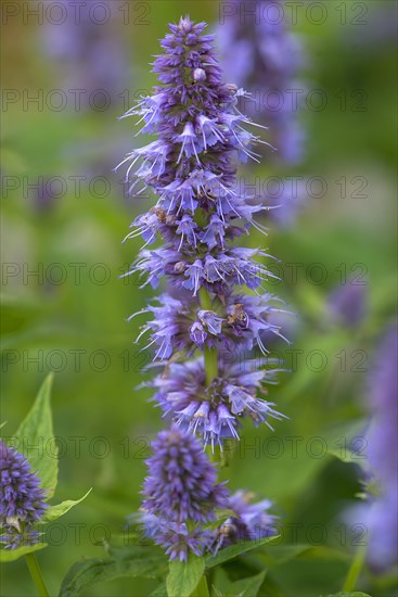 Blue nettle (Agastache rugosa hybrid)