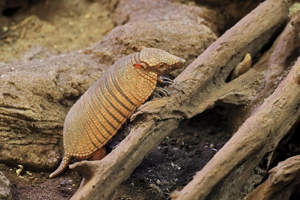 Big hairy armadillo (Chaetophractus villosus)