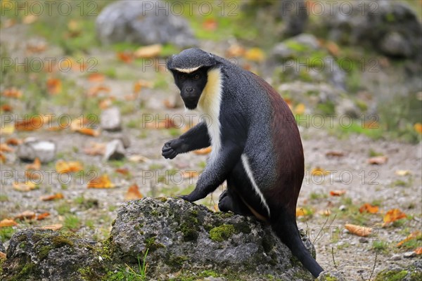 Diana guenon (Cercopithecus diana)