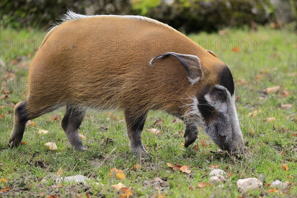 Brush-eared pig (Potamochoerus porcus pictu)