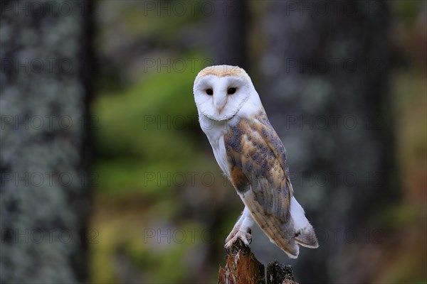 Common barn owl (Tyto alba)