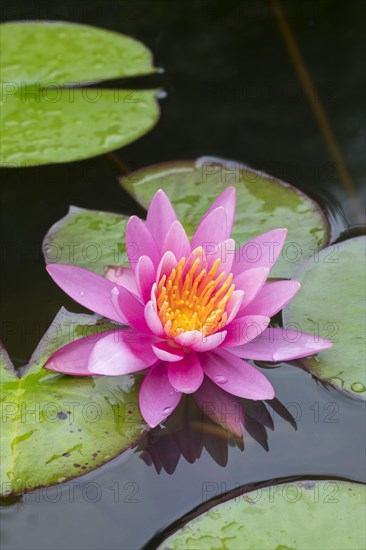 Pink water lily (Nymphaea Pink)