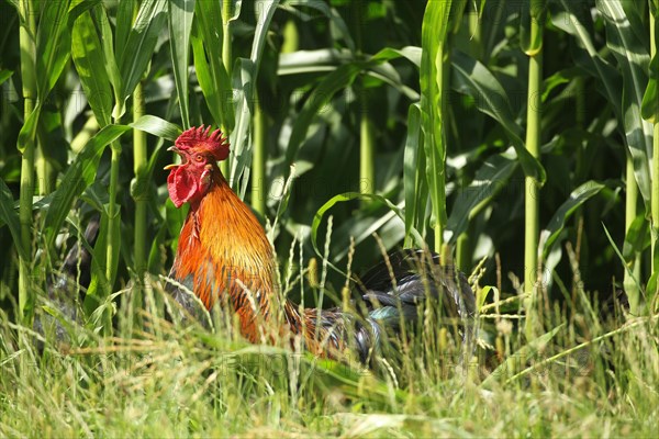 Domestic Chicken (Gallus gallus domesticus) organic