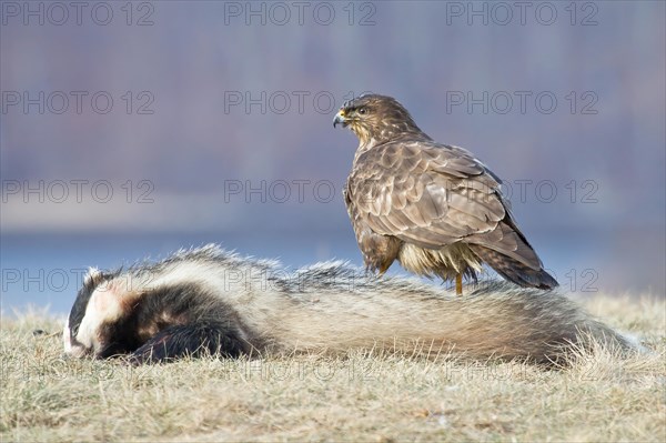 White tailed eagle (Haliaeetus albicilla) on the carcass of a European badger (Meles meles)