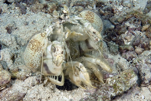 Zebra mantis shrimp (Lysiosquillina maculata) throws stones from its home cave dwelling