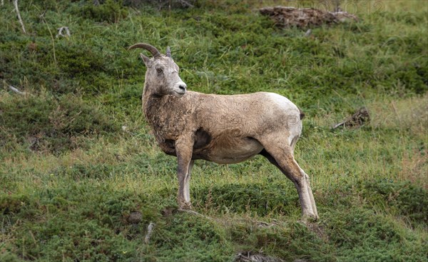 Bighorn sheep (Ovis canadensis)