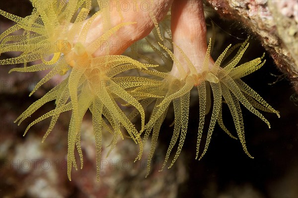 Outstretched polyps of sunset cup coral (Leptopsammia pruvoti)