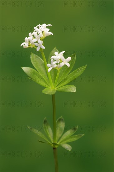 Woodruff (Asperula odorata)