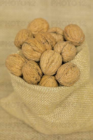 Persian walnut (Juglans regia)