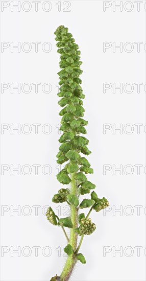 Common Ragweed (Common Ragweed)