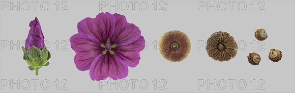 Moroccan wild mallow (Malva sylvestris subsp. subacaulis)