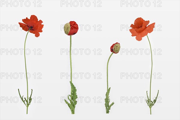 Poppy flowers (Papaver rhoeas)