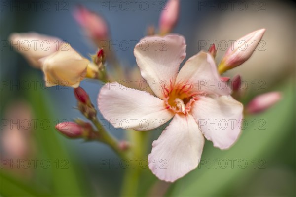 Flower of the Oleander (Nerium oleander)