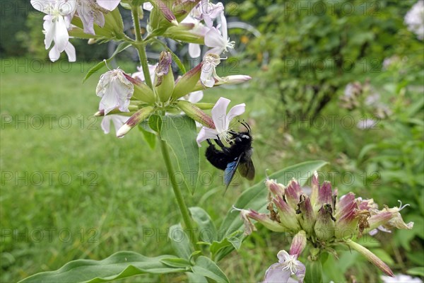 Violet carpenter bee (Xylocopa violacea) collecting nectar