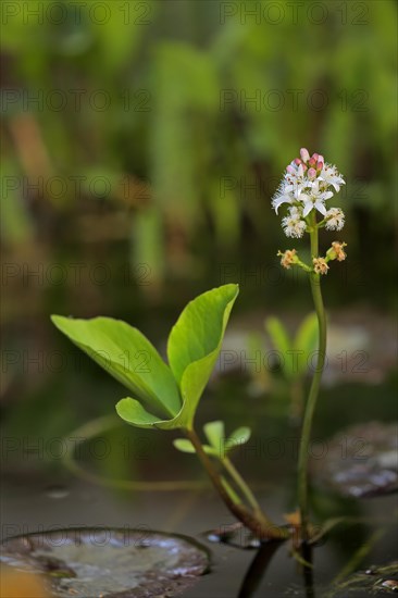 Bog bean (Menyanthes trifoliata)