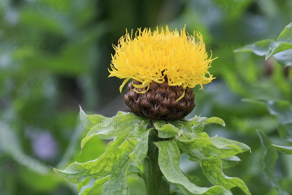 Globe knapweed (Centaurea macrocephala)