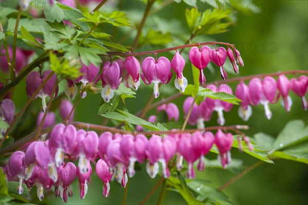 Lamprocapnos (Lamprocapnos spectabilis)