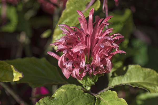 Brazilian Plume Flower (Justicia carnea)