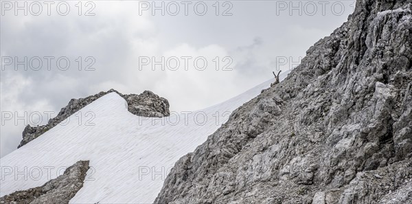 Alpine Ibex (Capra ibex) on a snow field