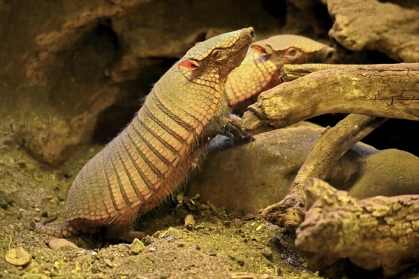 Big hairy armadillo (Chaetophractus villosus)