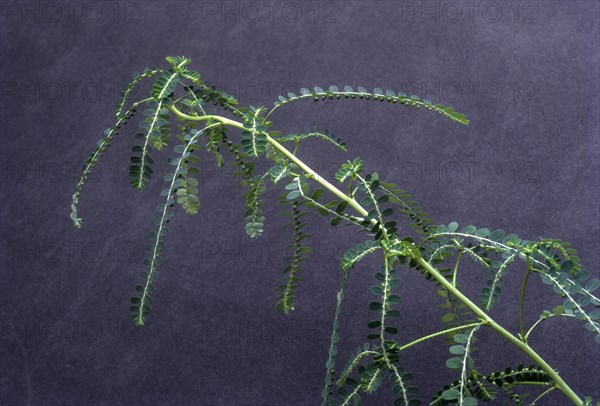 Phyllanthus amarus: Jangli amli