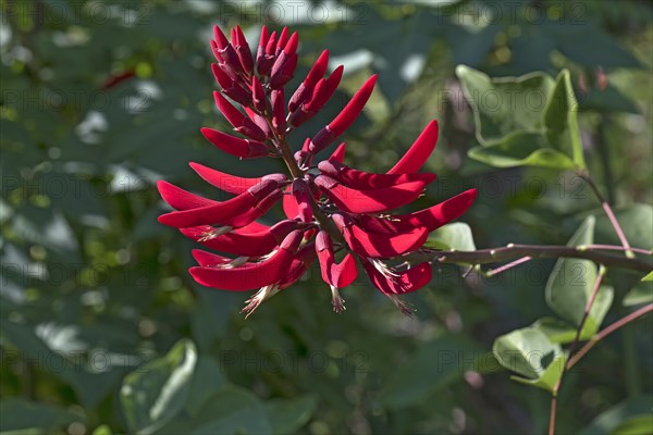 Coral Bean (Erythrina herbacea)