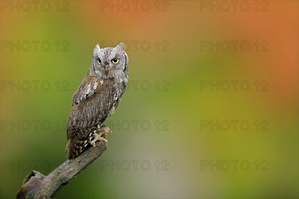 European scops owl (Otus scops)