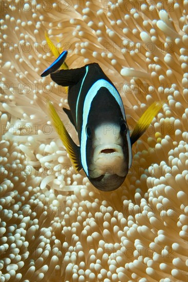 Clark's anemonefish (Amphiprion clarkii)