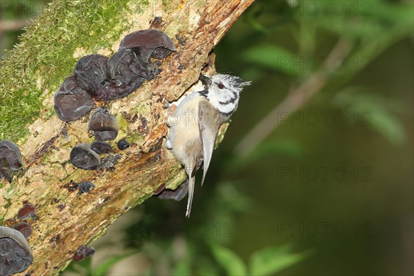 Crested tit (Parus cristatus) with food at the breeding cavity in an elder (Sambucus) trunk covered with Judas Ear (Auricularia auricula-judae) fungi