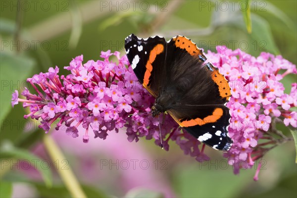 Red Admiral (Vanessa atalanta)