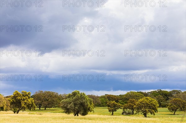 Clouds over Cork oaks (Quercus suber) near Santu Lussurgiu
