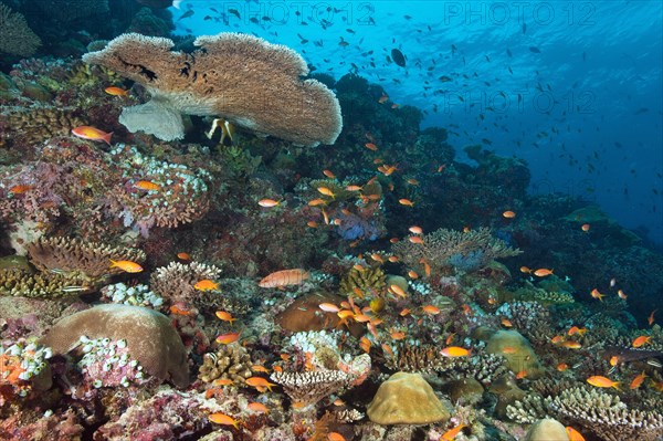 Hyacinth Table Coral (Acropora hyacinthus)