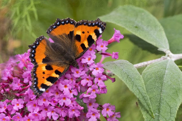 Small tortoiseshell (Aglais urticae)