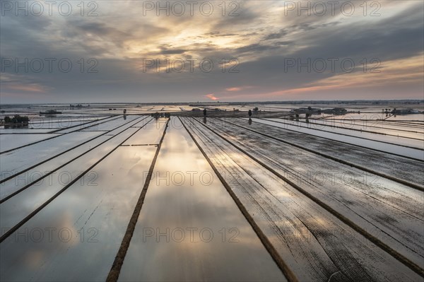 Flooded rice fields in May at daybreak