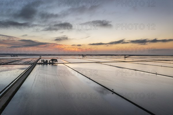 Flooded rice fields in May at daybreak