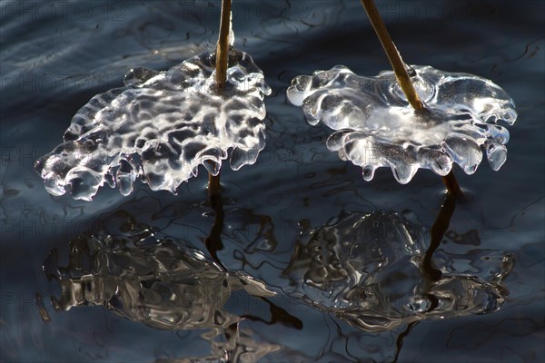 Ice structures on reed stalks in the water
