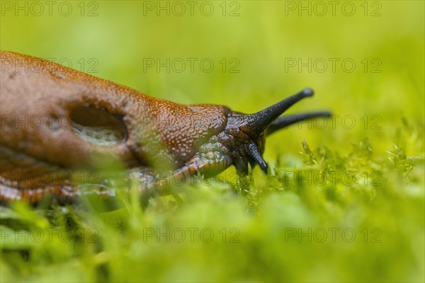 Red slug (Arion rufus)